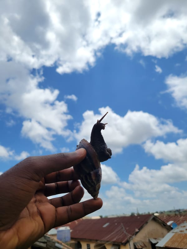 Snail and corn stalk framed against a Jos afternoon sky