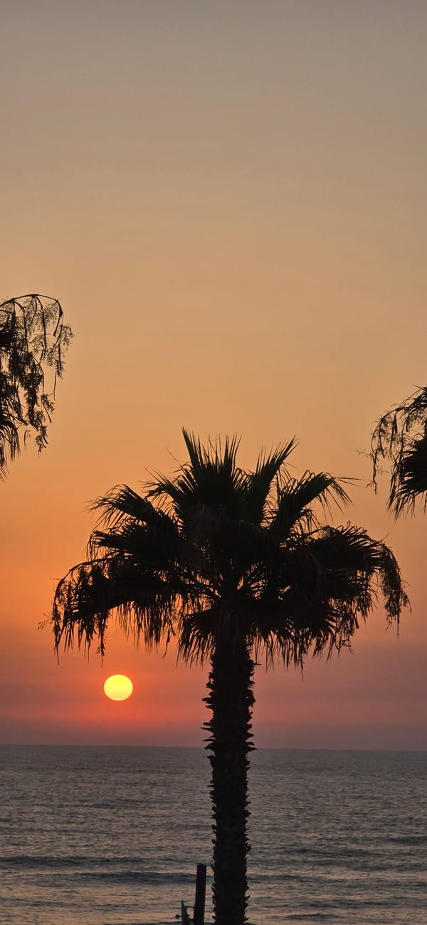 Mediterranean sunset in Bat Yam, palm trees and a rooftop cat