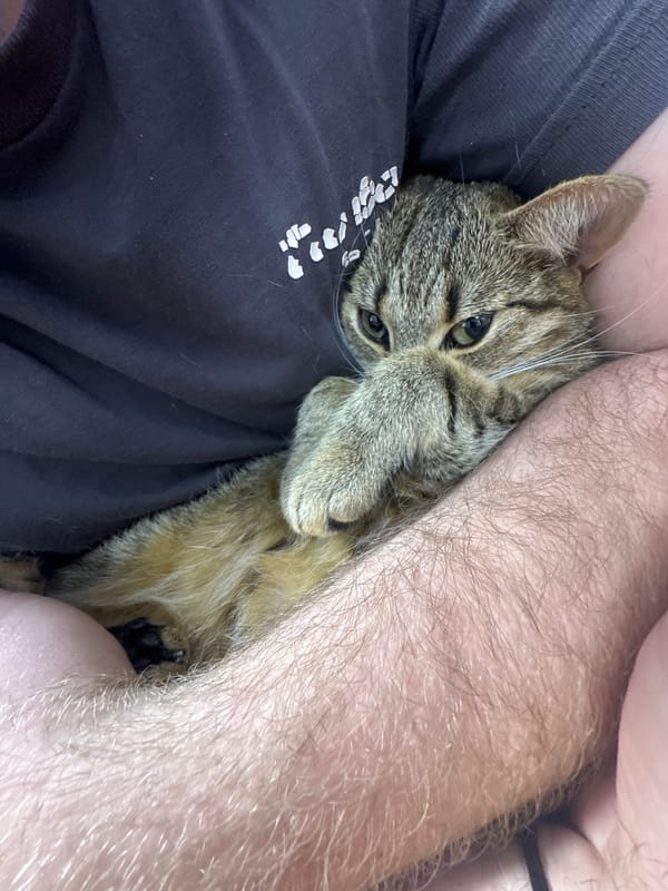 Tabby cat enjoys evening cuddles on purple couch in Shumen