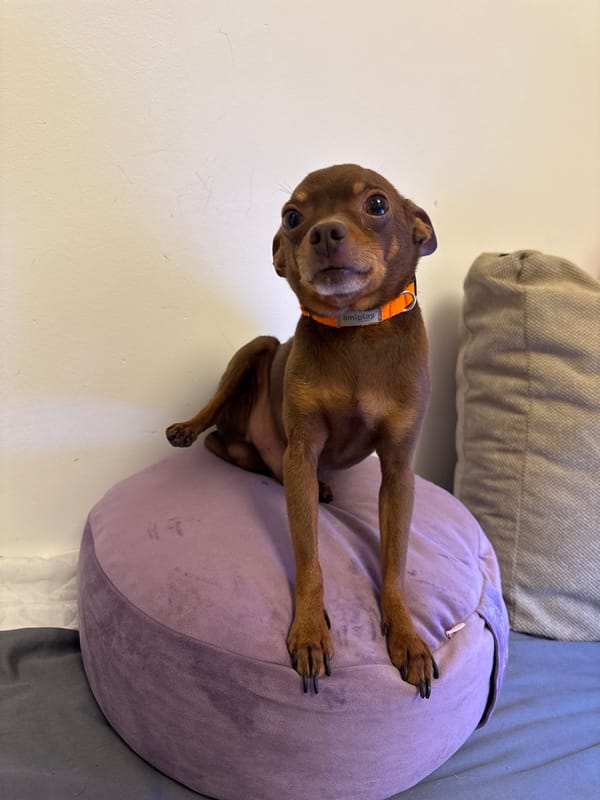 Small brown dog chills on purple cushion in Krakow apartment