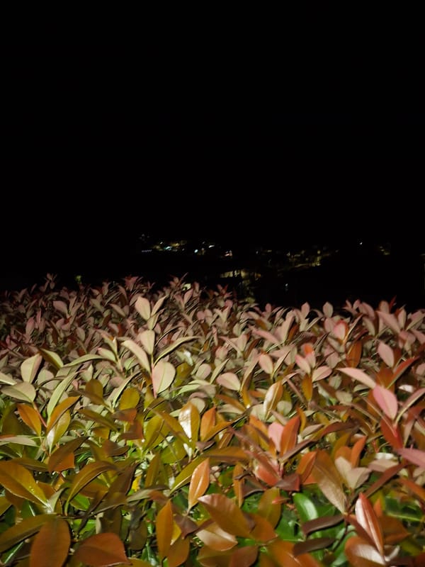 Colorful hedge photographed at night in Mirandela, Portugal