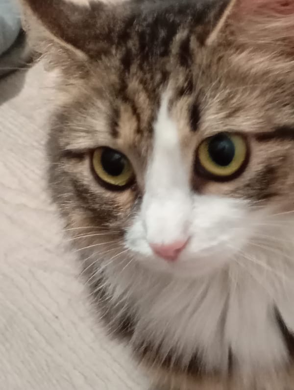 Multiple cat sightings documented in Krasnodar homes
