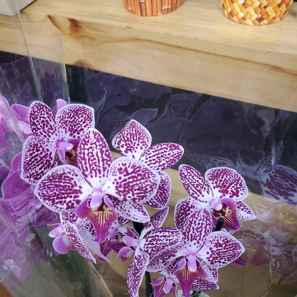 Purple orchids photographed in Curitiba, Brazil