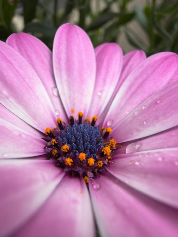 Spring flowers photographed in Belgrade urban garden setting