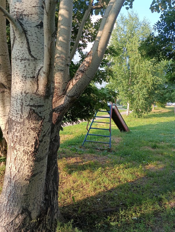 Midsummer greenery and sunlight in a Berdsk park