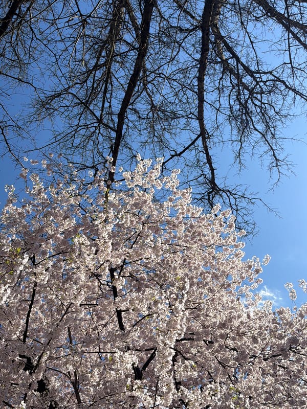 Cherry blossoms bloom in New York under spring sky