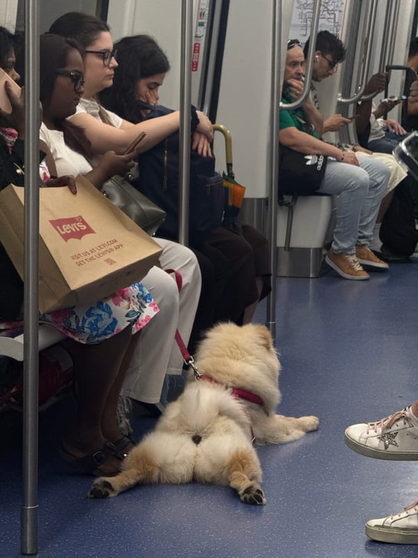 Morning commuters share Milan metro car with dog passenger
