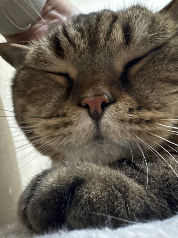 Lazy evening at home with a tabby cat in Mikhaylovsk