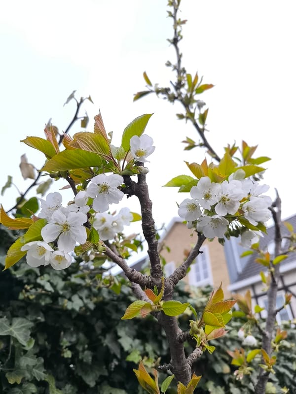 Spring blossoms observed on tree branch in Alkmaar