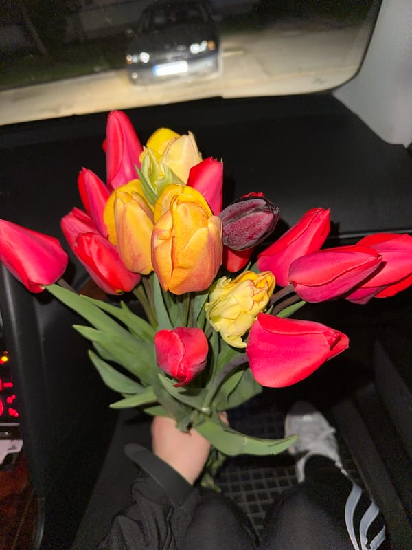 Tulip bouquet photographed in car interior in Bulgaria
