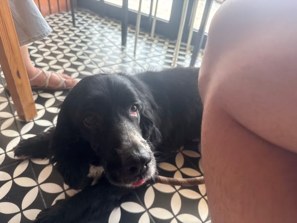 Cafe visit with dog companion documented in Tuxpan
