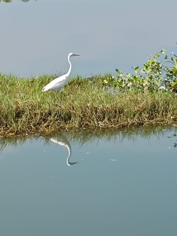 White egrets spotted in Lhokseumawe wetlands over 23-minute period