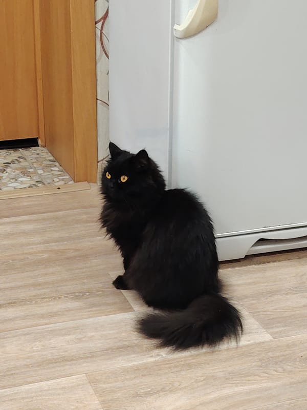 Domestic cats observed in various indoor household settings