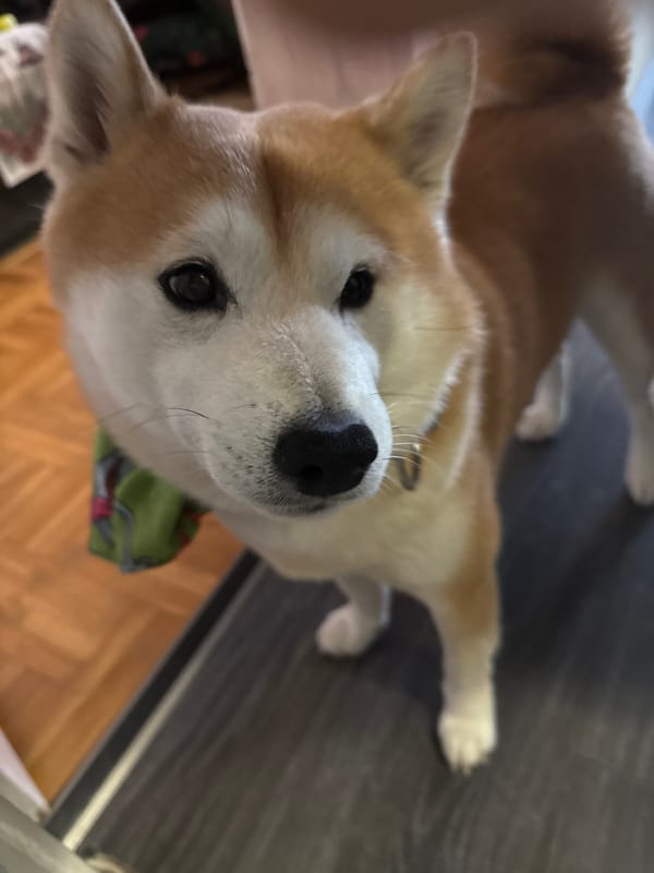 Shiba Inu dog photographed indoors in Sofia