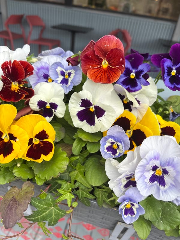 Colorful flower displays documented across Saint Petersburg morning