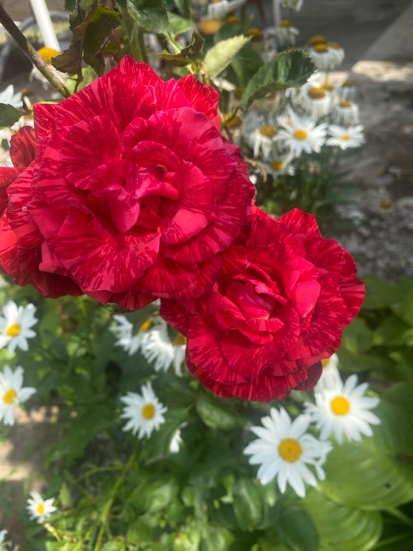 Roses, daisies, and summer sky in a Russian garden