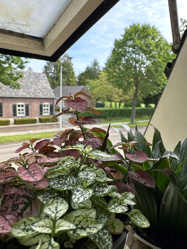 Indoor plants photographed by window in Oirschot, Netherlands