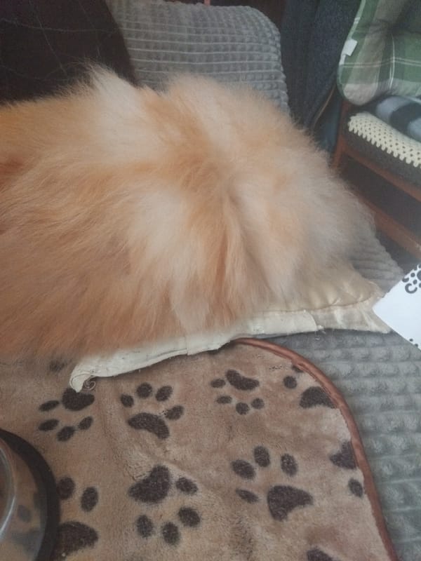 Orange Pomeranian rests peacefully on pet bed in Bulgaria