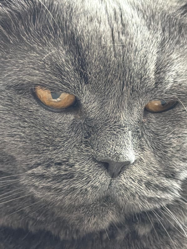 Family documents quiet morning with cat and toy car