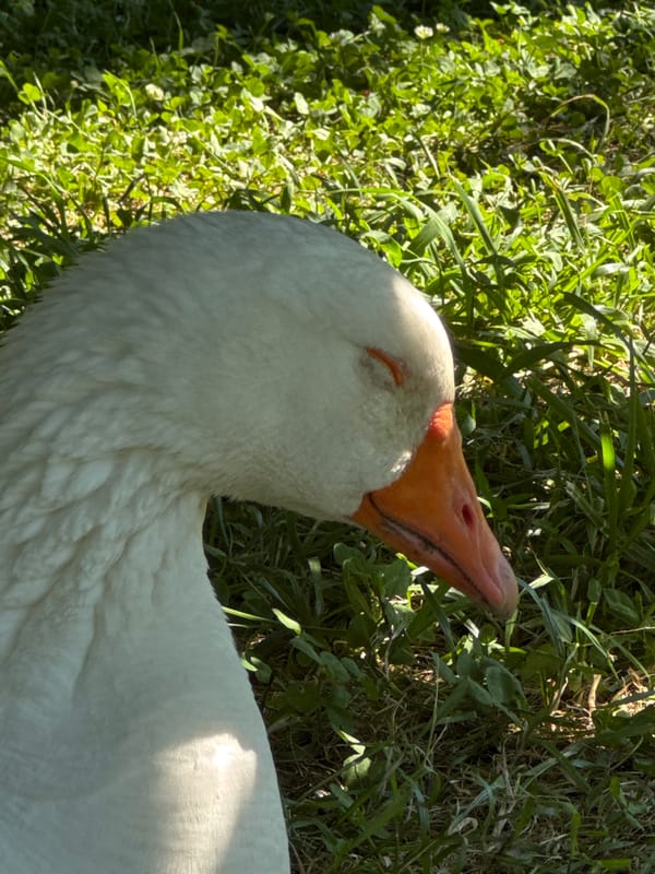 Geese, mulberries, and mountain views in a Sirius park