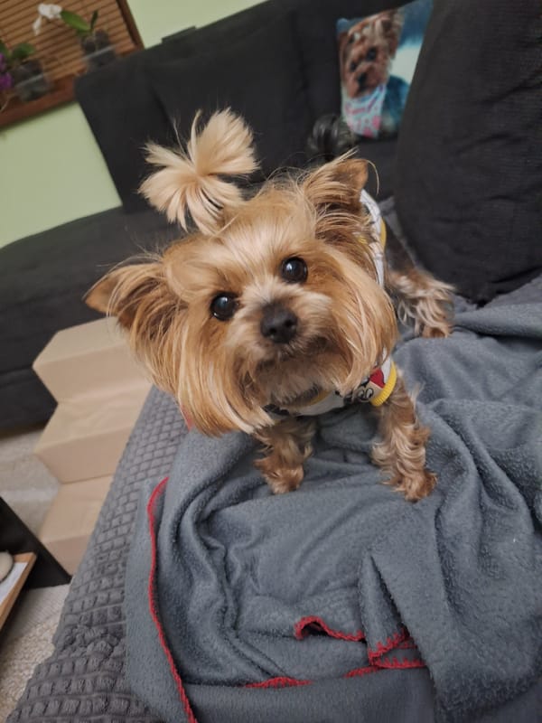 Yorkshire Terrier photographed on couch in Montana, Bulgaria home