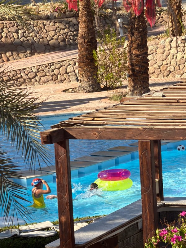 Resort pool day in Sharm El Sheikh, wildlife and all