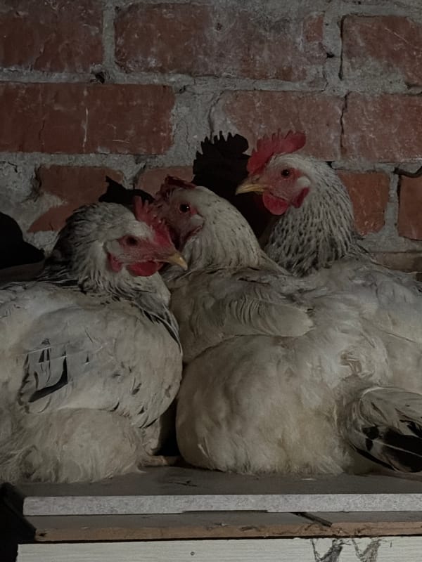 Evening life documented in Yuzhny: chickens roosting, pedestrian walking