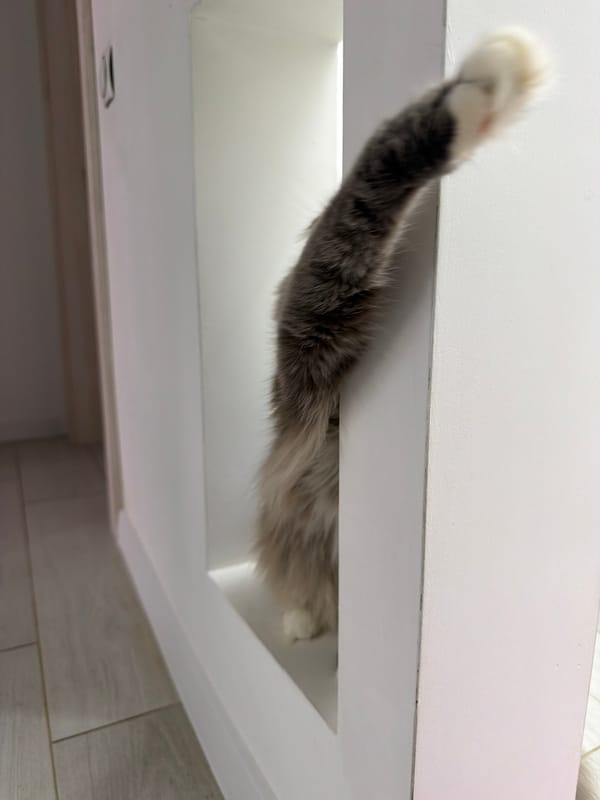 Scottish Fold cat explores and relaxes around a Ukrainian home
