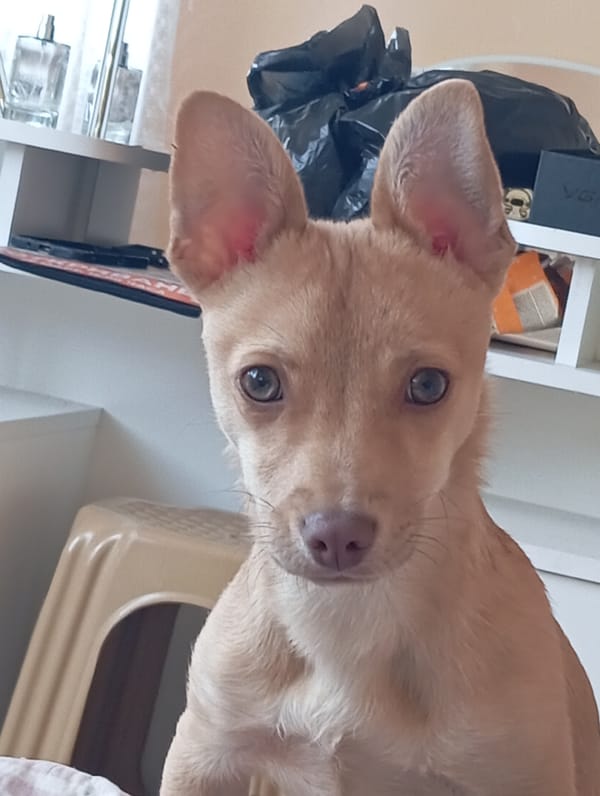 Tan dog photographed indoors in Vidin, Bulgaria