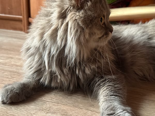 Cat on wooden floor and jewelry box in Raivka
