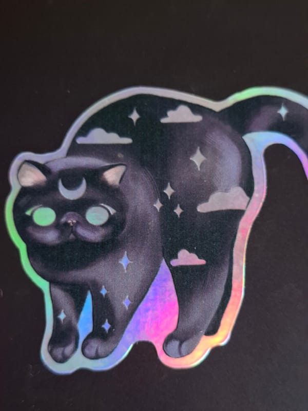 Cat photographed in close-up shots in Novi Sad