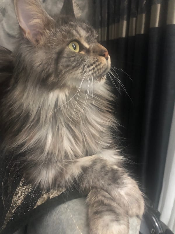 Maine Coon cat photographed up close in Lokbatan, Azerbaijan
