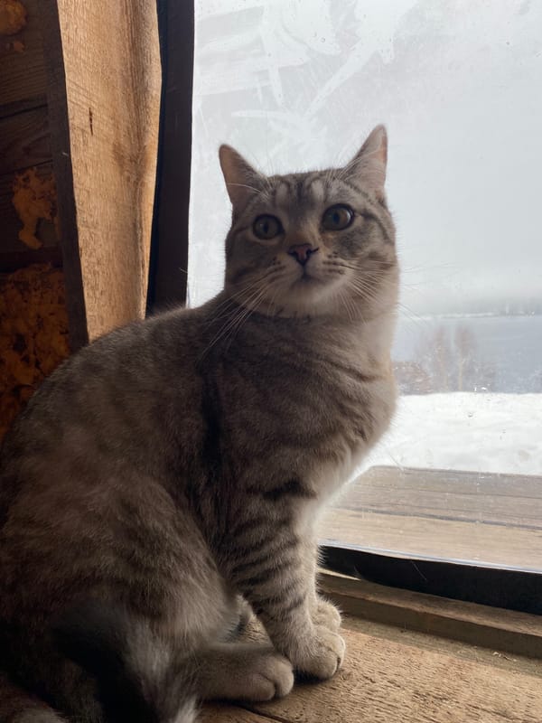 Gray tabby cat spotted on window ledge in Noviy