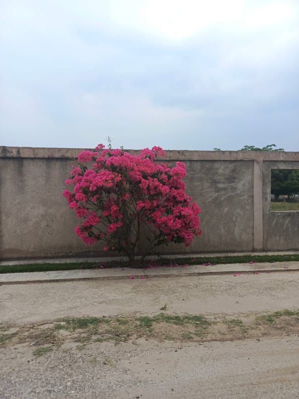 Blooming bougainvillea bush photographed on Tinaquillo street