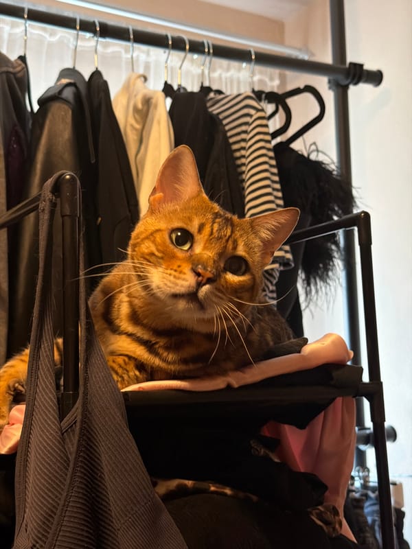Cats claiming closet shelf space in Garmisch-Partenkirchen