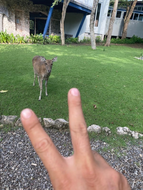 Deer observed grazing in coastal enclosure in Gerokgak, Indonesia
