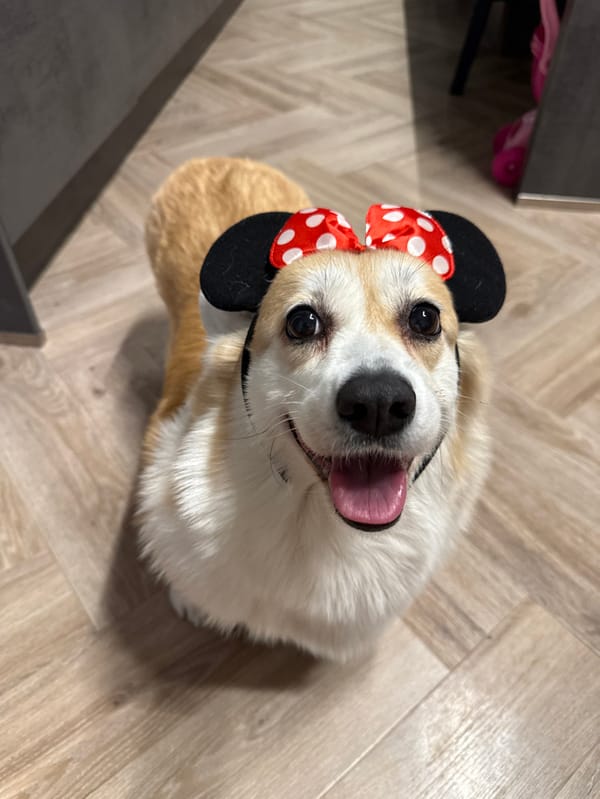 Corgi in Minnie Mouse ears photographed in Krasnoyarsk home