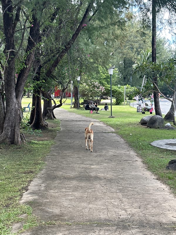 Wire reindeer and a strolling dog in a Phuket park