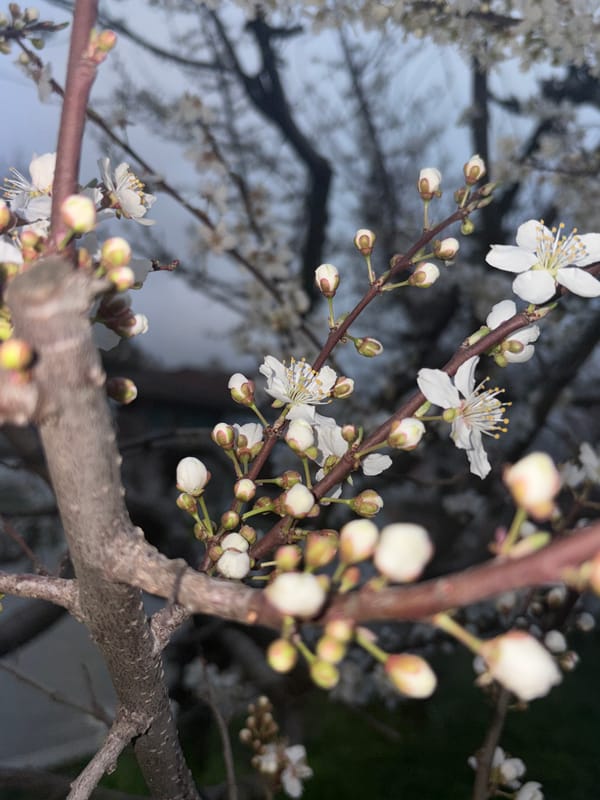Spring blossoms bloom across Simferopol streets