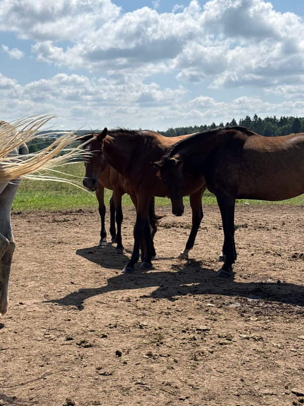 Horses gathered in a dirt enclosure on a summer morning in Lithuania