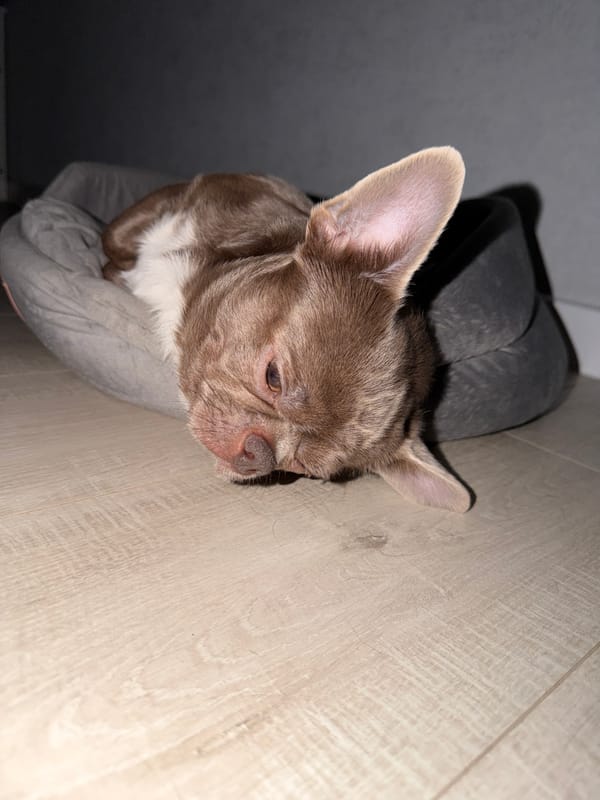 Chihuahua rests with toys in dog bed, Votkinsk