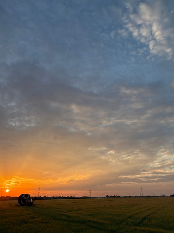 Golden hour in the wheat fields outside Poing