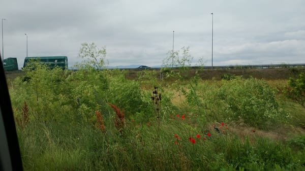 Sofia resident documents wildflowers and plant markets during morning drive