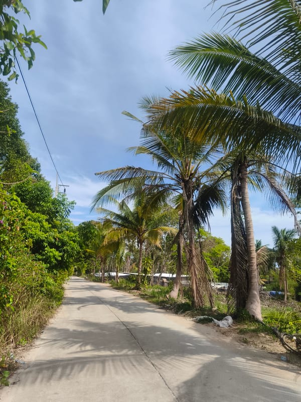 Early morning scene on palm-lined road in Baan Tai