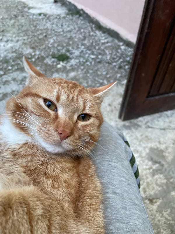 Orange tabby cat photographed resting on lap in Zlatograd