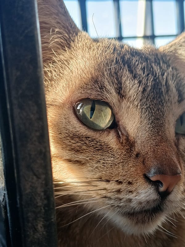 Tabby cat photographed resting by window in Ciudad Guayana