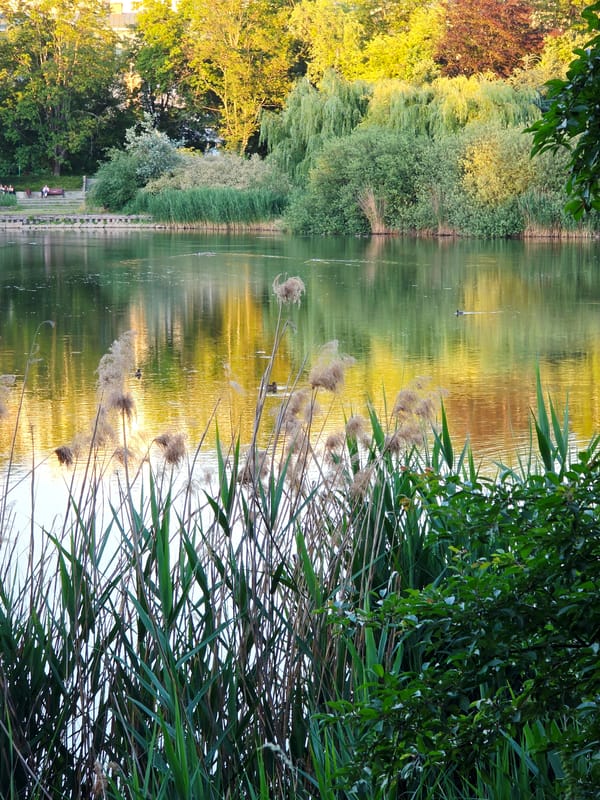 Summer evening at a Warsaw park — lake, lawns, and basketball