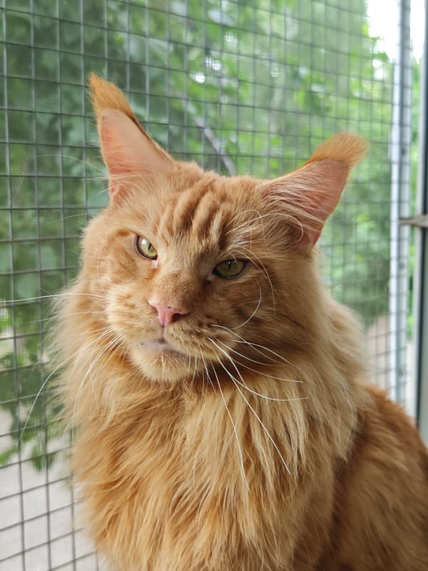 Maine Coon cats and birds of prey indoor portrait session