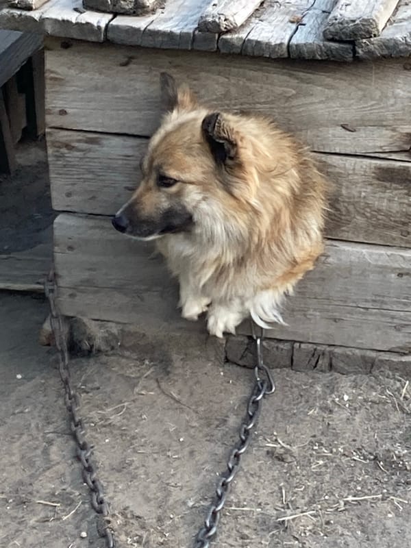 Chained dog resting on a wooden platform in rural Russia