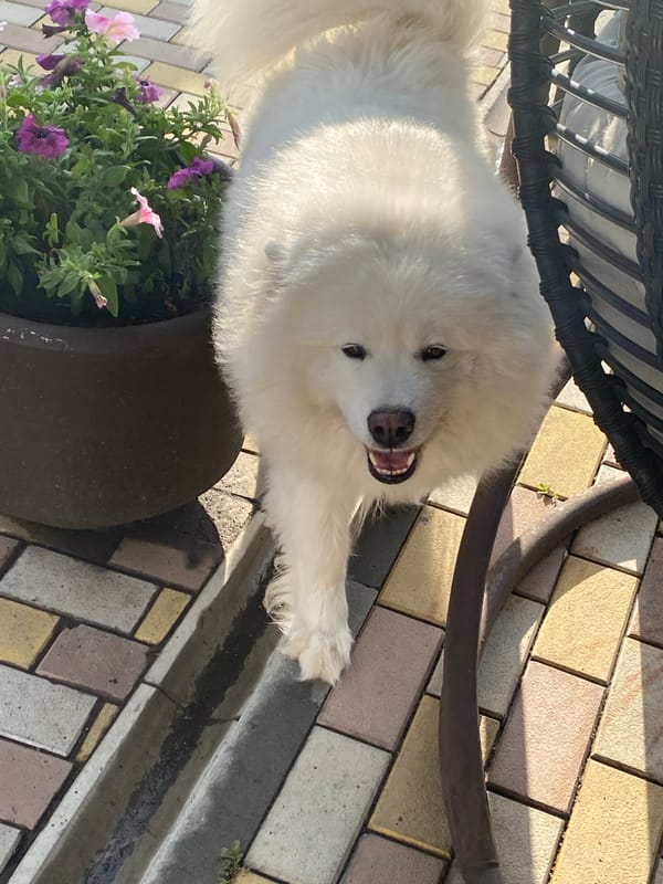 Samoyed dogs lounging on a patio, caught from every angle